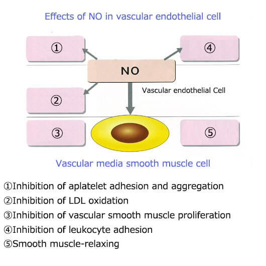 Nitric oxide makes blood vessels more youthful